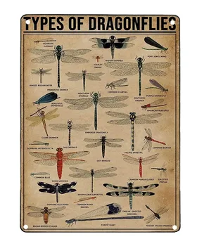 Типы Drgonflies Metl Знаки Drgonfly Knowledge Populr Научный гид Room Club Frm Wll Декор 12x18 дюймов