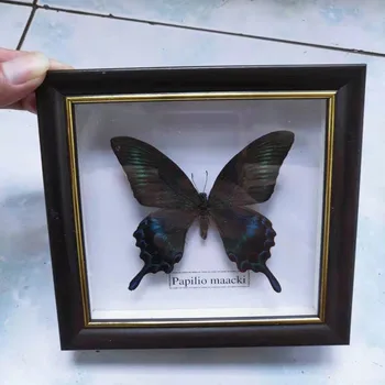 Настоящий образец бабочки фоторамка с образцом бабочки ремесло /Художественное произведение с образцом бабочки Материал Декора